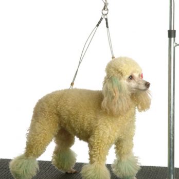 Kyklon – רצועת ריסון לשולחן הטיפוח לצוואר ולבטן