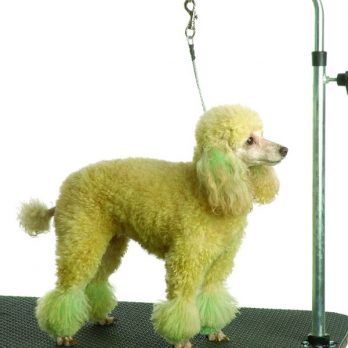 Kyklon – רצועת ריסון לשולחן הטיפוח