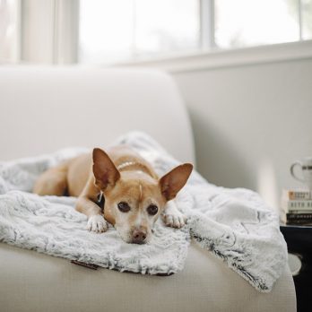 P.L.A.Y – כרבולית הגנה מפנקת – אפור האסקי LUXE THROW – SNUGGLE – HUSKY GRAY