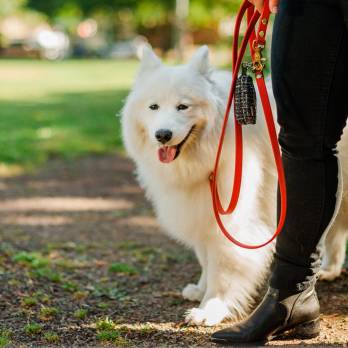 P.L.A.Y – נרתיק נשיאה לשקיות צרכים – Proper Pup Poop Bag Dispenser – Tweed Black