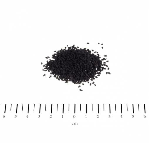 Canina Black Cumin Seed - תוסף זרעי כמון שחור נגד אלרגיות ולחיזוק המערכת החיסונית