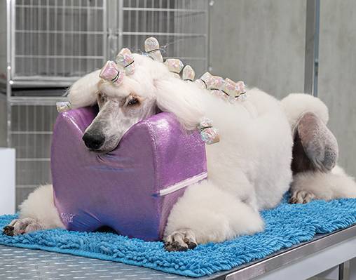 Show Tech – כרית נוחות לטיפוח הכלב Topknot Cushion Glitzy Purple